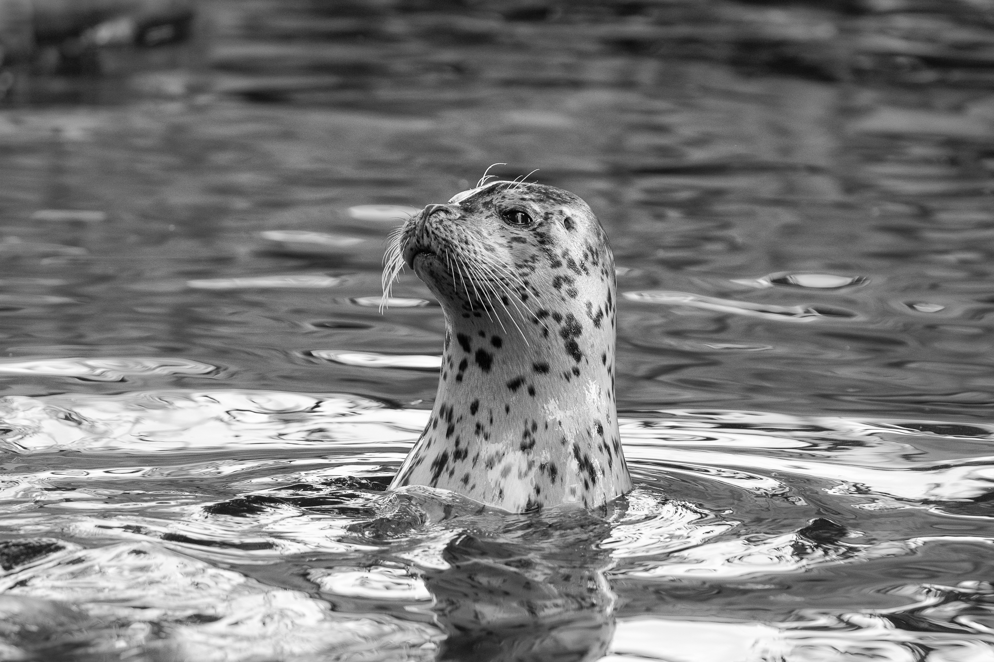 ZOO ST NAD LABEM