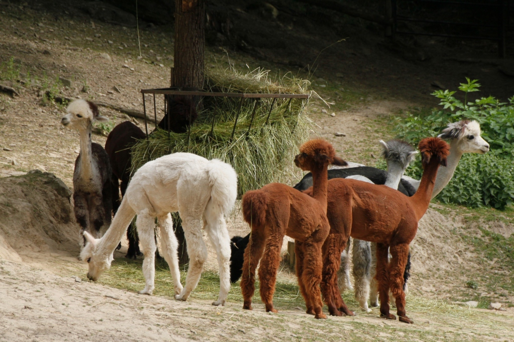 ZOO BRNO