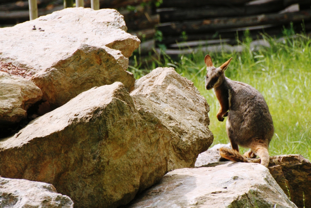 ZOO BRNO