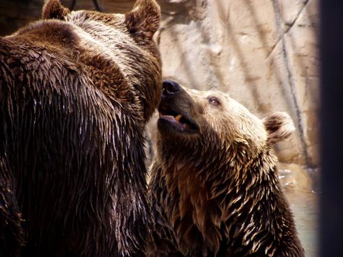 ZOO OHRADA - HLUBOK NAD VLTAVOU